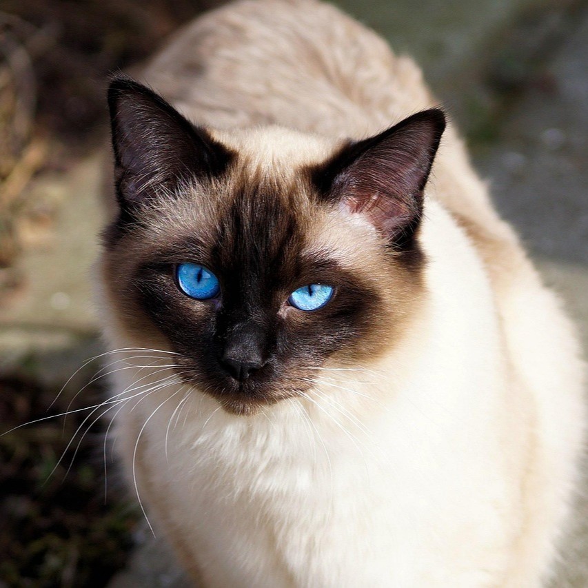 Coco, Sacré de Birmanie de Sara Toubari