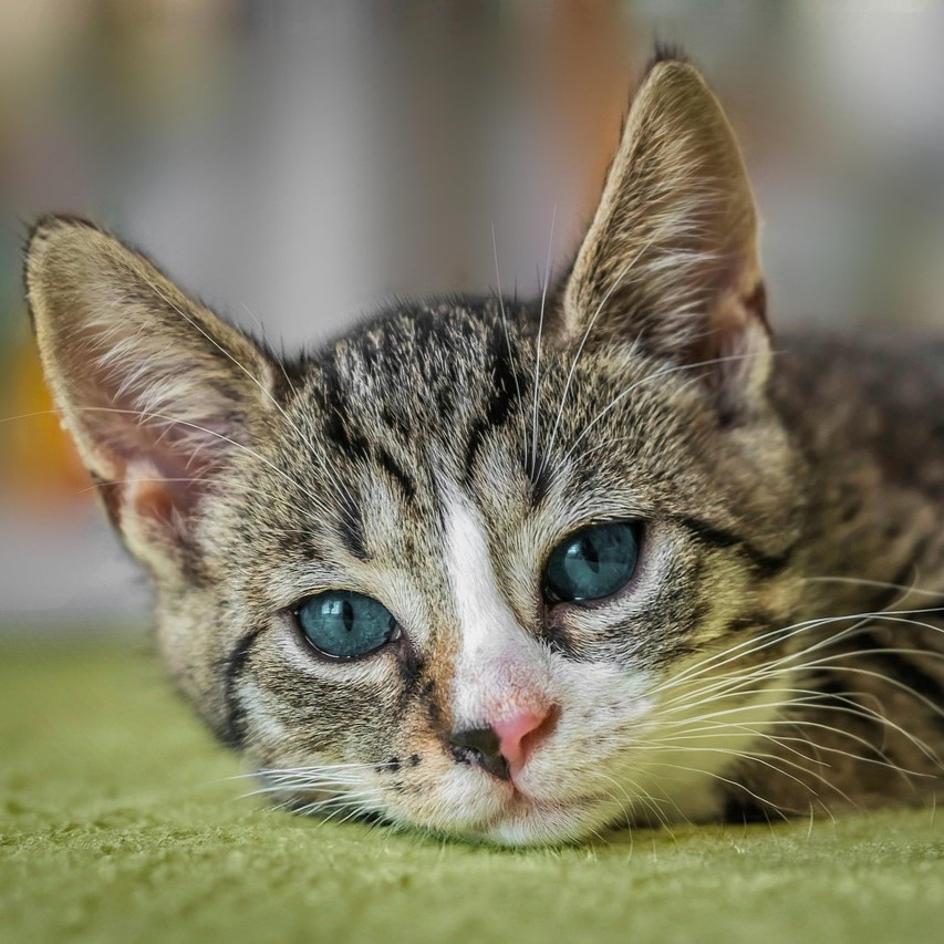 Luna, Chat européen de Pierre Dubois