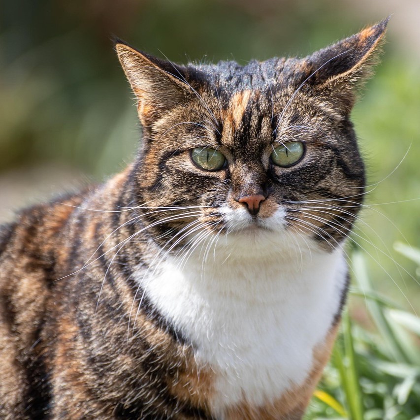 Moka, Chat européen de Marie Rodriguez