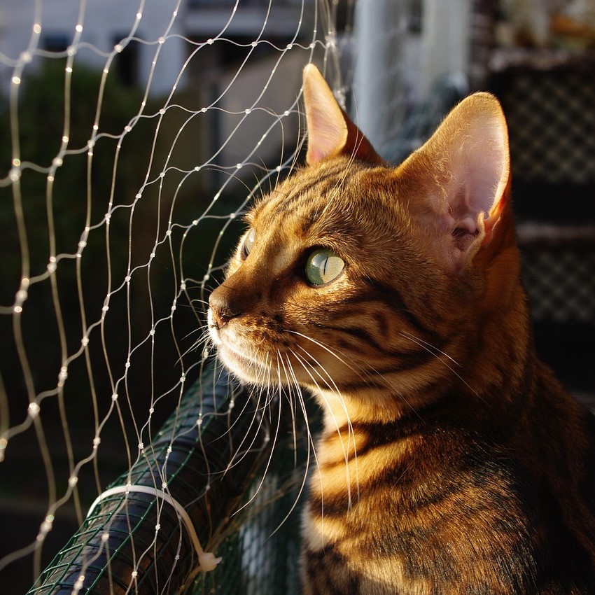 Nala, Bengal de Julie Moreau