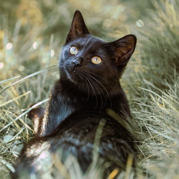 Salem, Chat européen de Sophie Martin