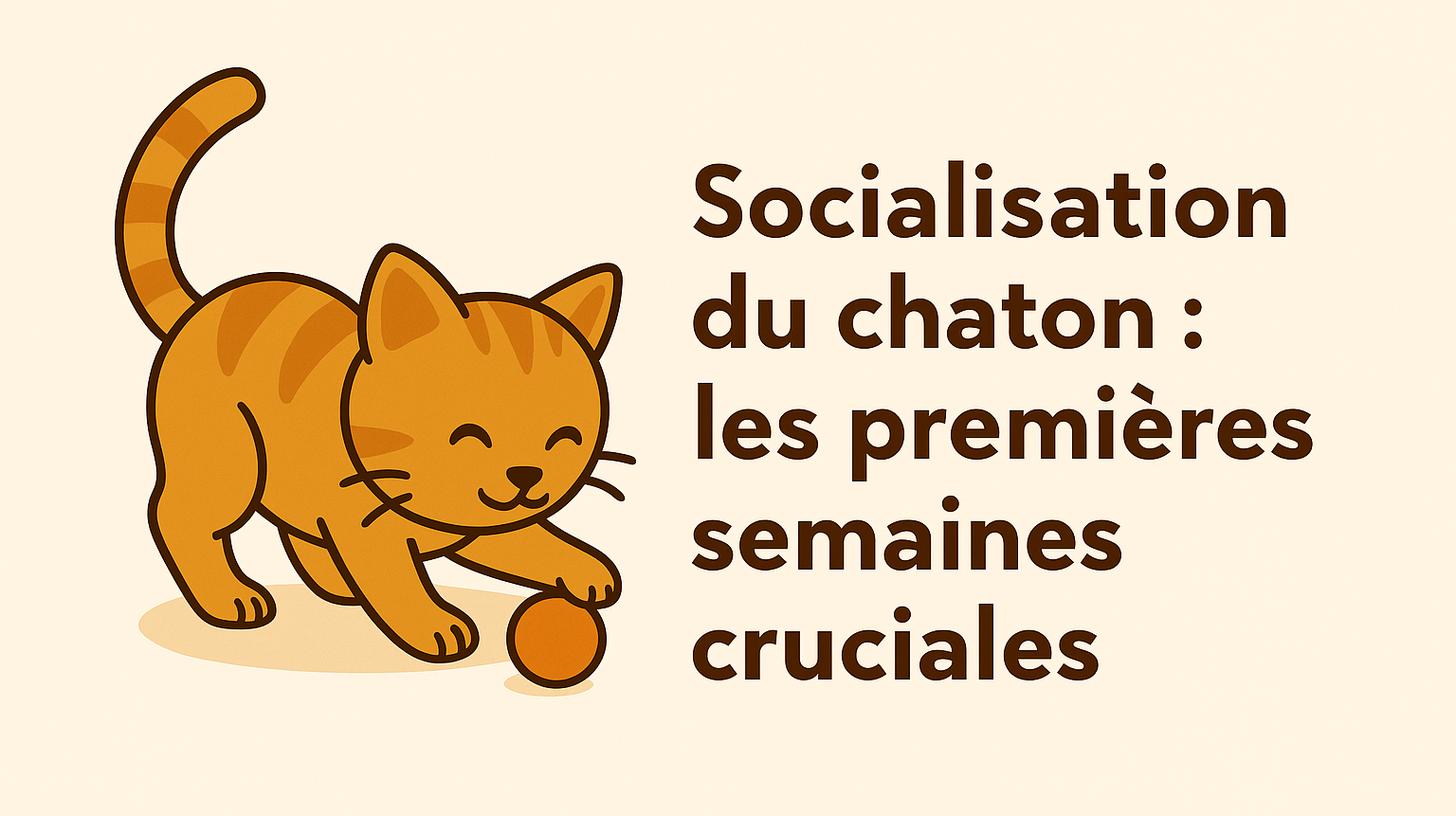 La socialisation du chaton : les bases essentielles