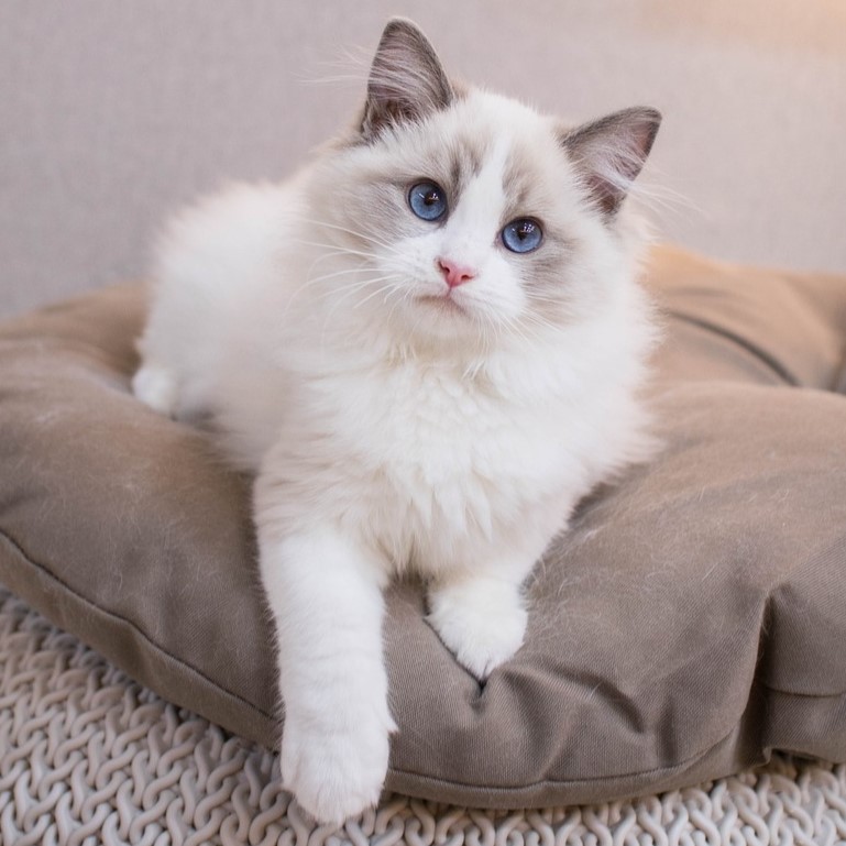 Sushi, Ragdoll de Camille Durand